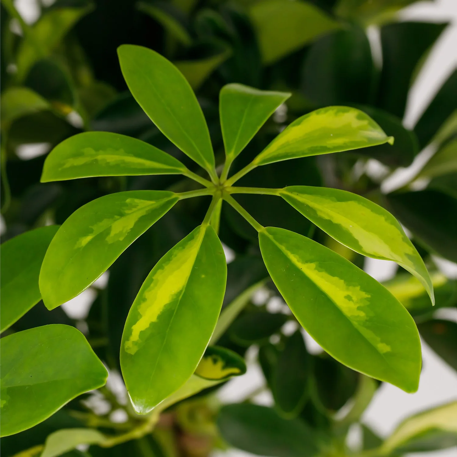 Schefflera - 17cm - Image 3