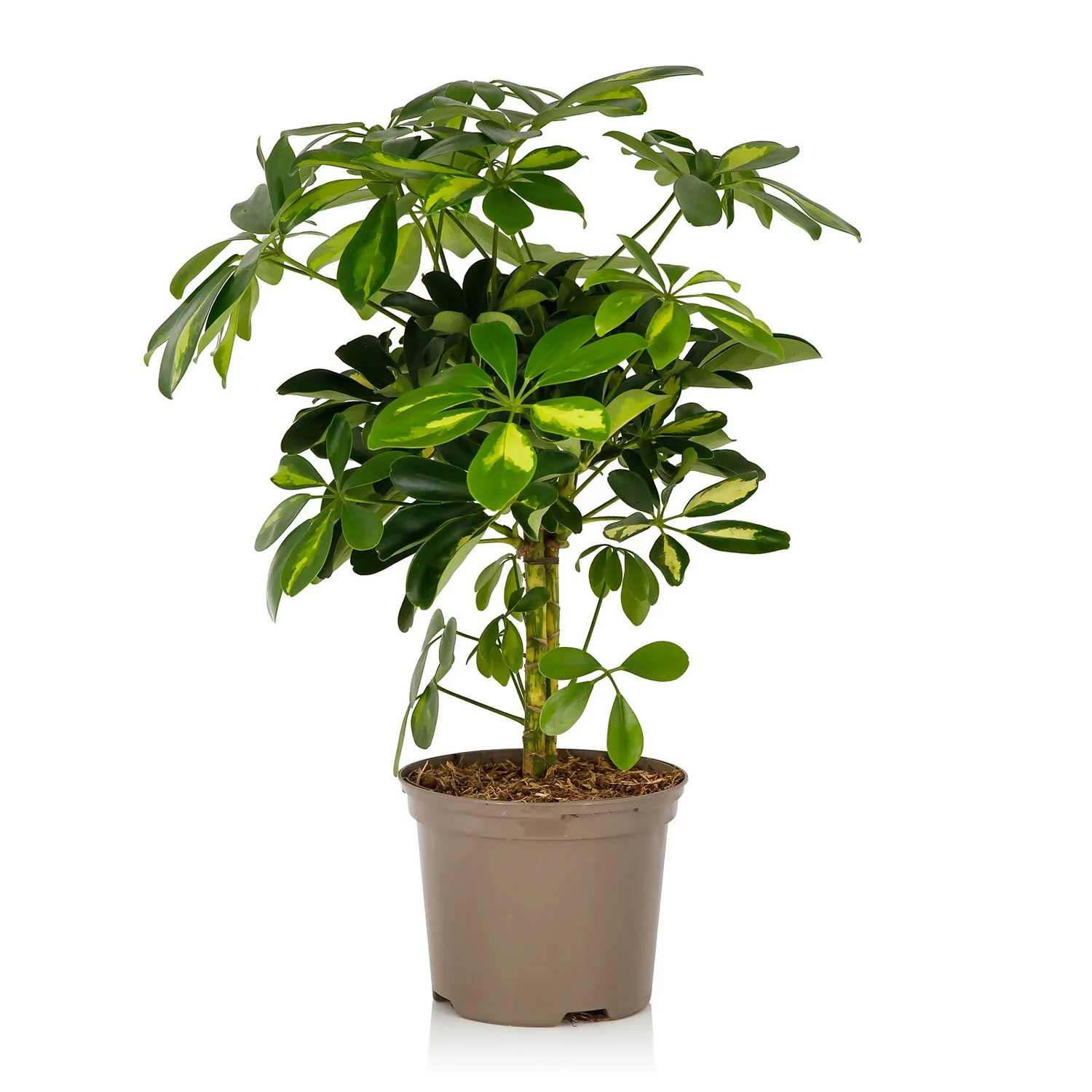 Schefflera - 17cm - Image 2