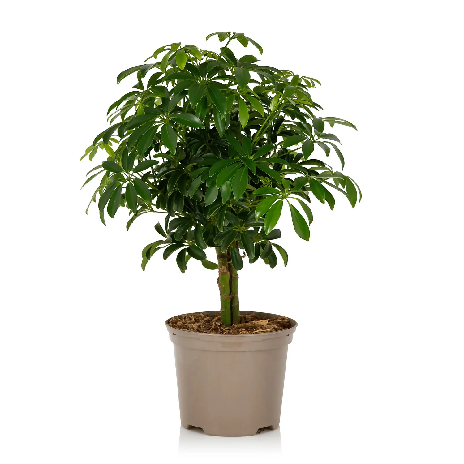 Schefflera - 17cm - Image 6