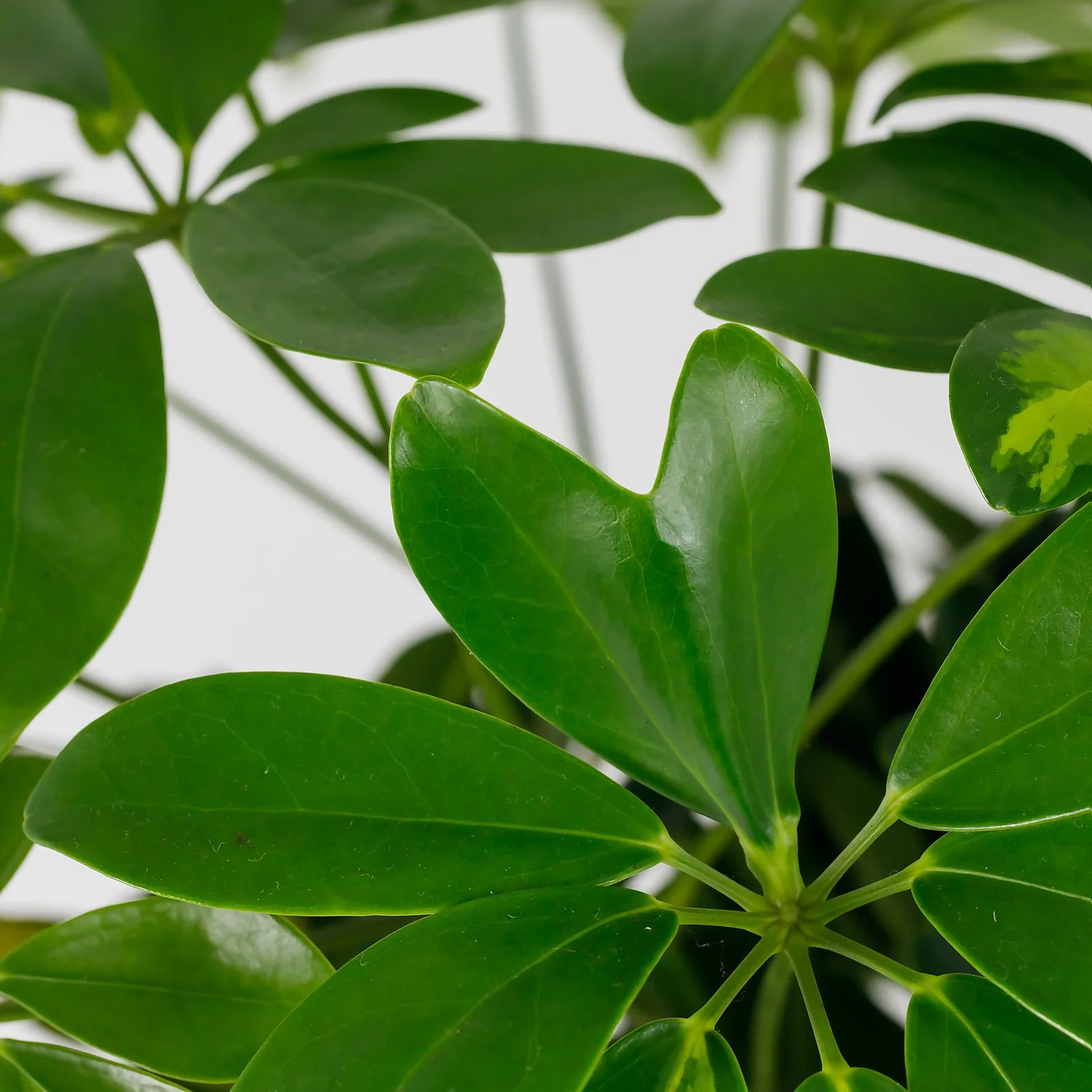 Schefflera - 17cm - Image 4