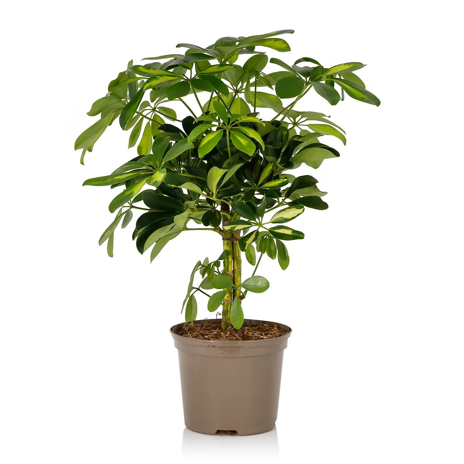 Schefflera - 17cm