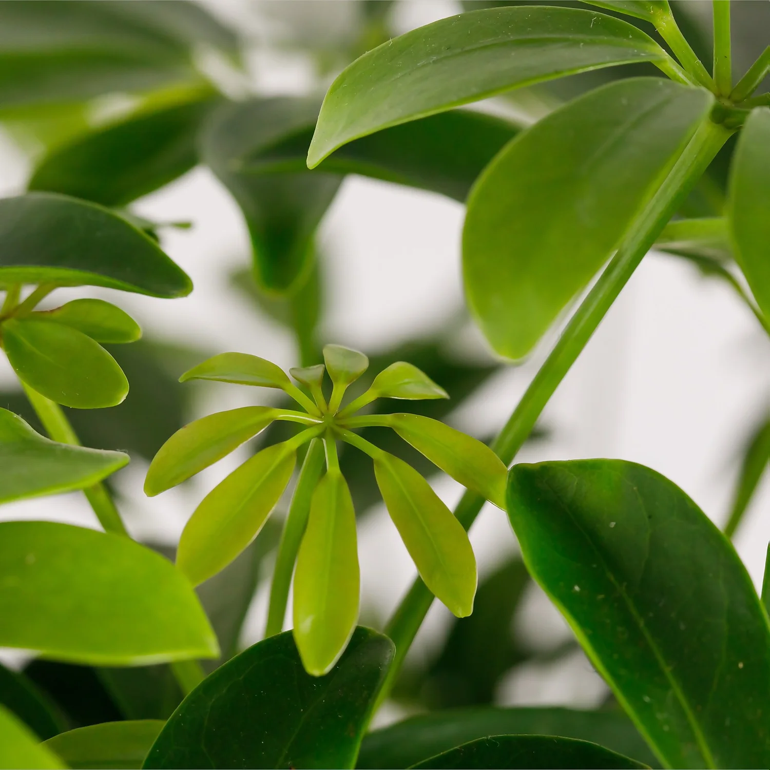 Schefflera - 17cm - Image 8
