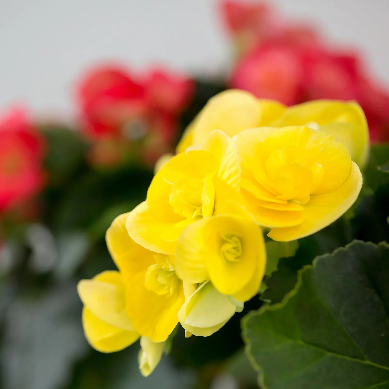 Gift Wrapped Begonia - 12cm - Image 3